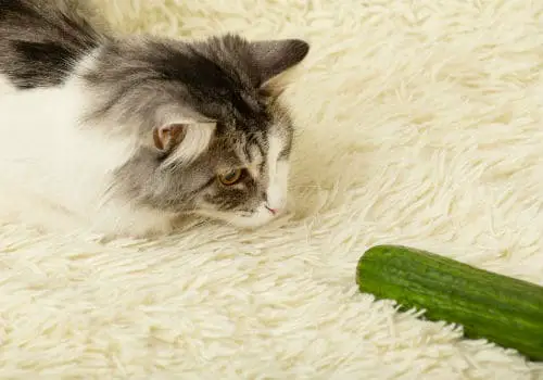 Cat and cucumber