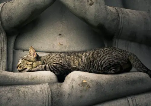 Cat and Hinduism