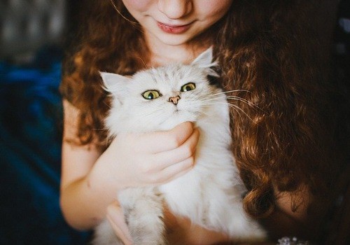 Cat and little girl playing on a sofa