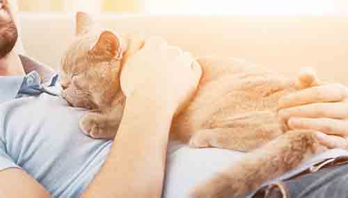 Cat asleep on man's chest