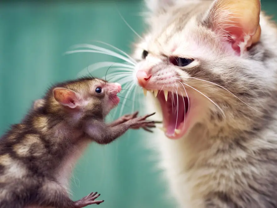 Cat attacking a possum
