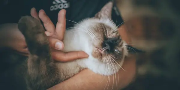 Relaxed cat being held and petted