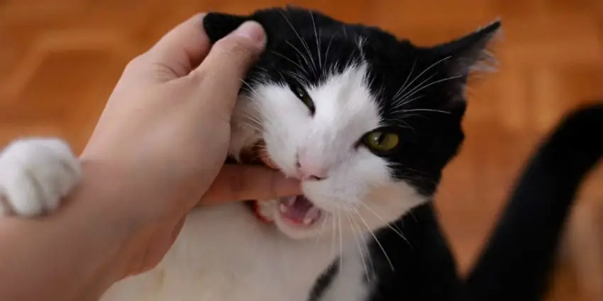 Obnoxious cat biting his owner