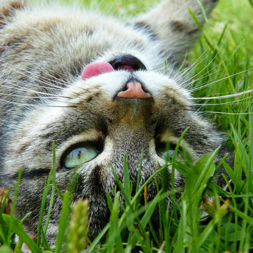 Cat blepping while rolling in grass