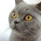 Which Cats Don’t Shed (22 Breeds) & How to Prevent It