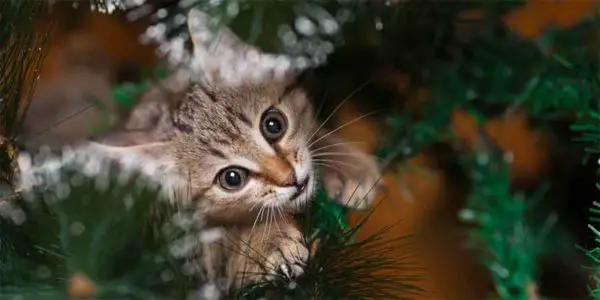 Cat about to chew on a cord while climbing up a Christmas tree