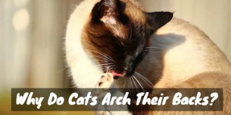 Sleepy cat cleaning himself