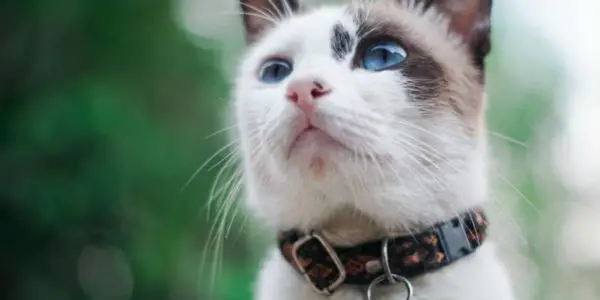 Cat wearing a beautiful cat collar