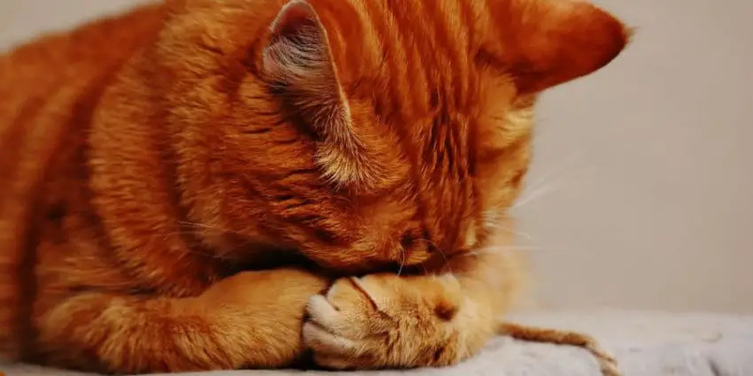 Orange cat covering his nose
