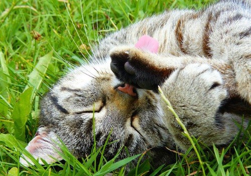 Cat is cleaning himself