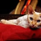 Cats breed is devon rex