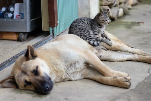 Animal Animosity: How to Stop a Dog From Being Aggressive Towards Cats