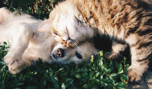 Animal Animosity: How to Stop a Dog From Being Aggressive Towards Cats