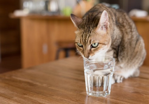 Cat is drinking from glass