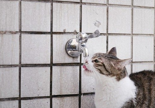 Cat is drinking from toilet