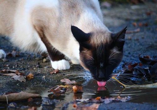 Cat is drinking outside