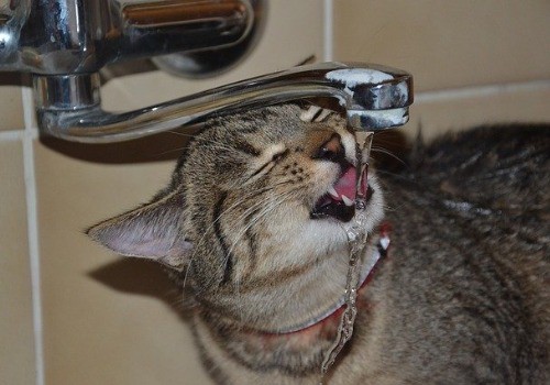 Cat is drinking taps water