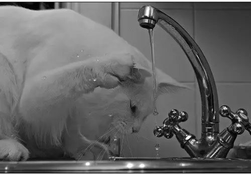 Cat is drinking under the tap