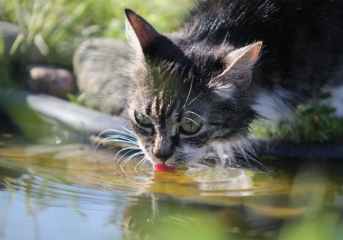 Cat drinks water