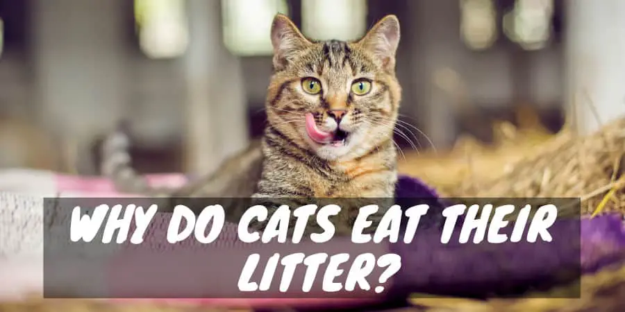 Cat eats his litter