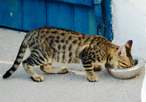 Cat eating outside
