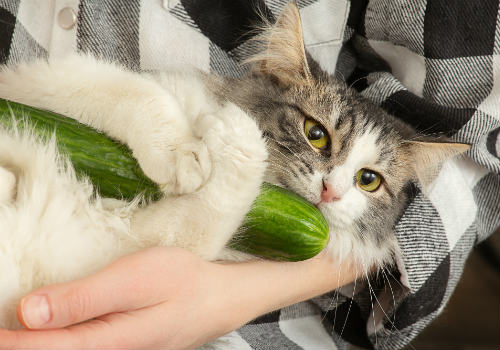 Cat eats cucumber