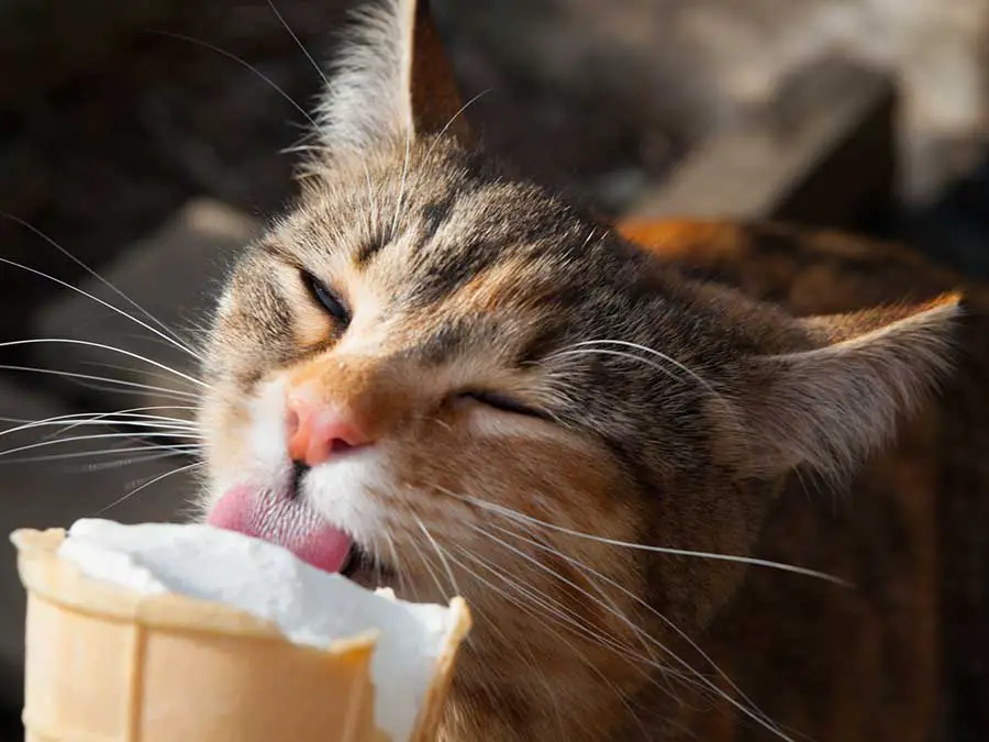 Cat eats an ice cream