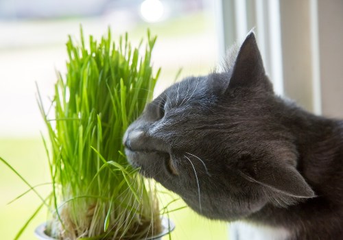 Cat enjoys how plants taste