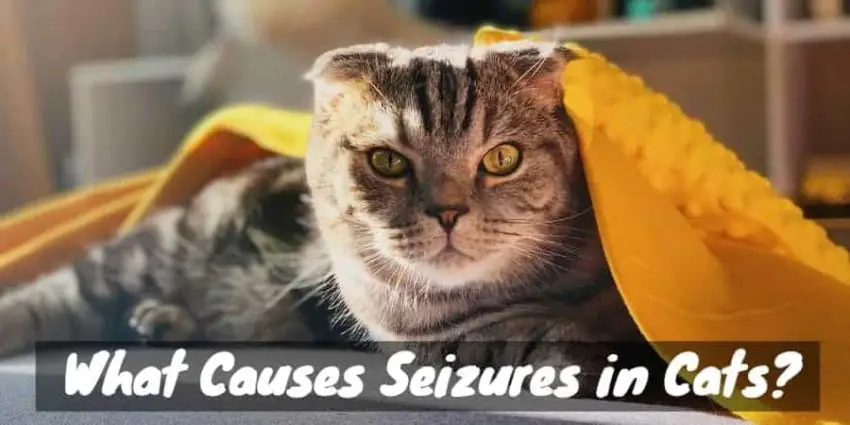 Terrifying Tremors What Causes Seizures in Cats? Cat Checkup