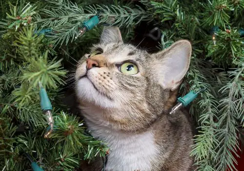 Cat is exploring the christmas tree