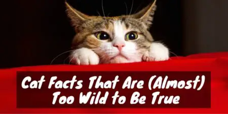 16 Cat Facts That Are (Almost) Too Wild to Be True
