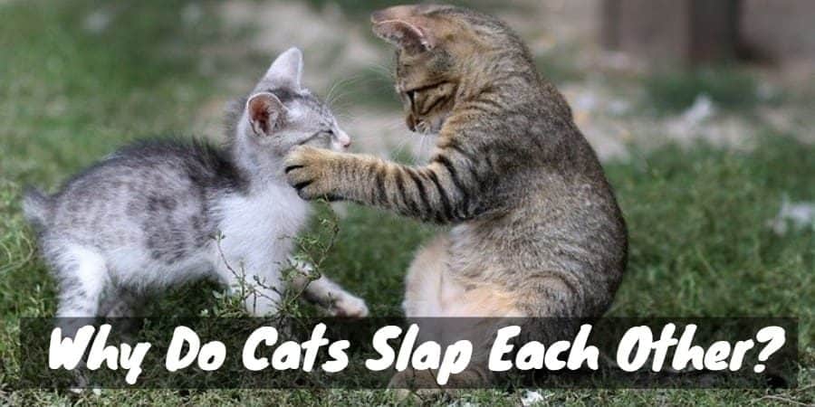 Image result for cats chasing each other meme