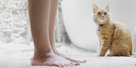 Why Do Cats Follow You Into the Bathroom?