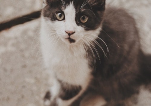 Cat frightened by vacuum