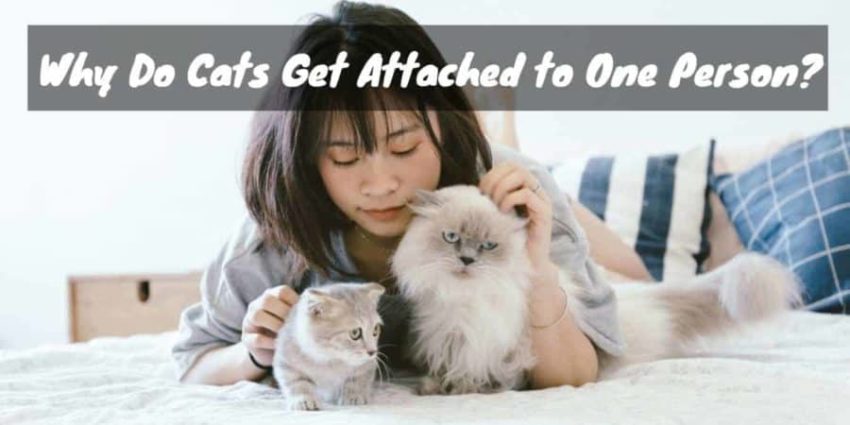 Why Do Cats Get Attached to One Person?