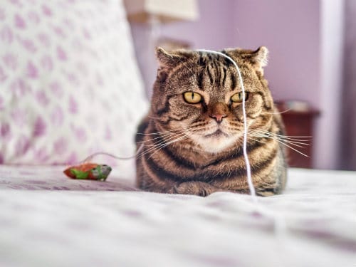 Cats get bored with toy