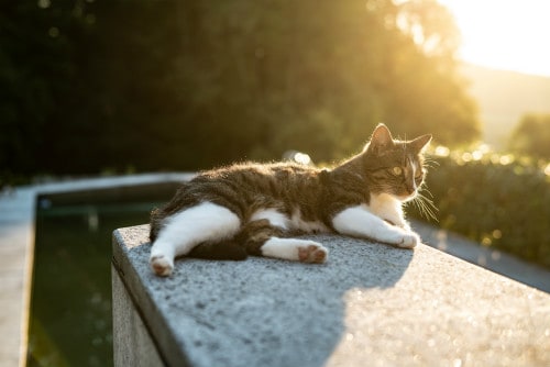 Cat getting some rays