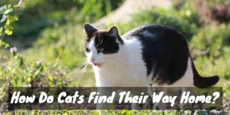 Why Are Cats So Flexible? (Secrets of Animal Acrobats) Cat is going home