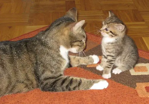 Cat growls to kitten