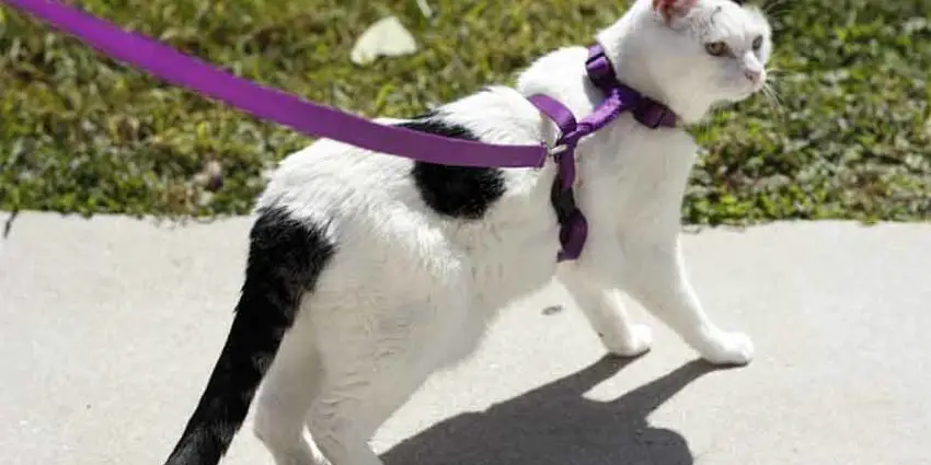 Alert cat wearing a purple harness