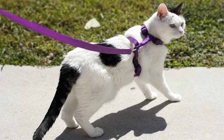 Comfort Fit Easy Control AOKCATS Cat Harness and Leash Set Escape Proof Soft Adjustable Kitten Vest Harnesses for Walking with Reflective Strips Breathable Mesh Kitty Jacket for Small Cats 