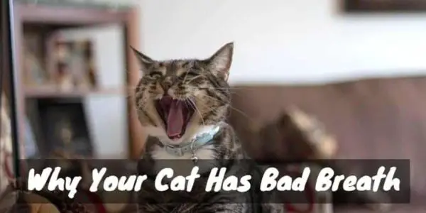 Why does your cat have bad beath?