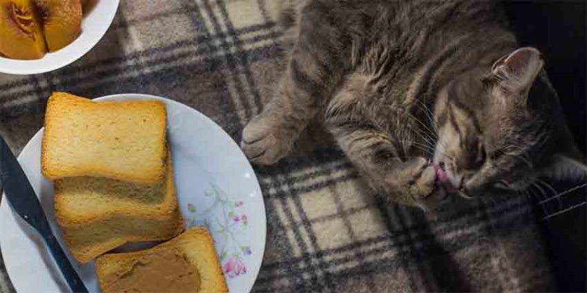 Cat having peanut butter for breakfast
