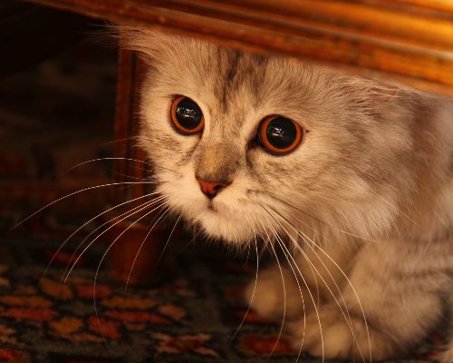 Cat is hiding under the table