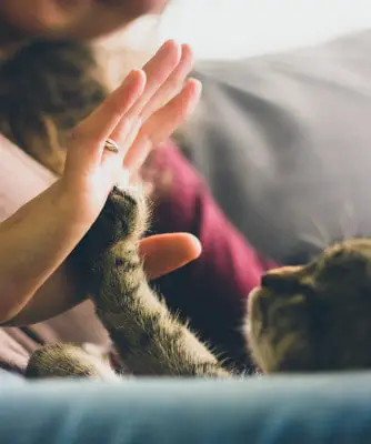 Cat giving his owner a high five