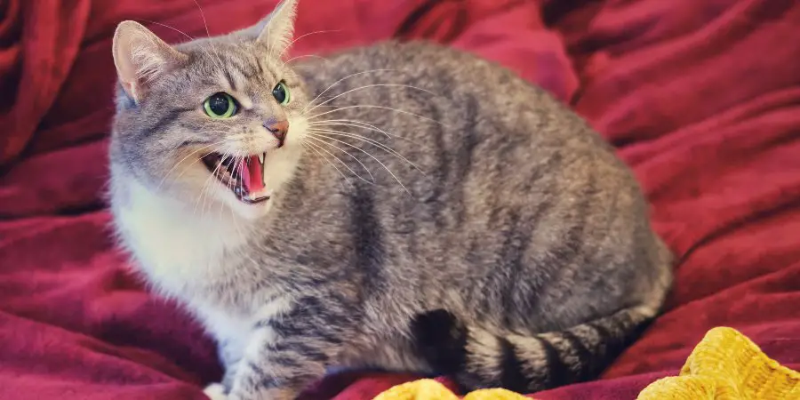 Cat hisses while playing