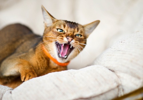 Cat hissing at a person