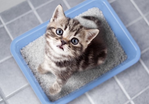 Cat in a litter box