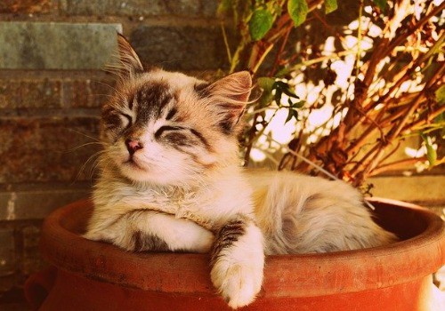 Cat in the bucket