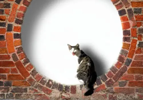 Cat in circular frame in old brick wall